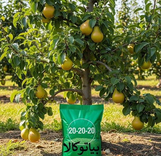 کود 20 20 20 برای گلابی